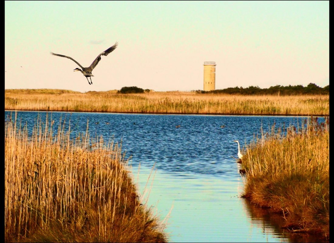 Gordons Pond Cape Henlopen