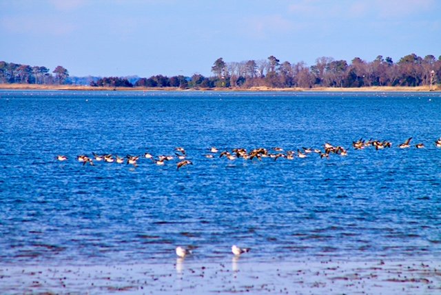 Why We Live Here . . . James Farm Ecological Preserve ~ Ocean View, Delaware