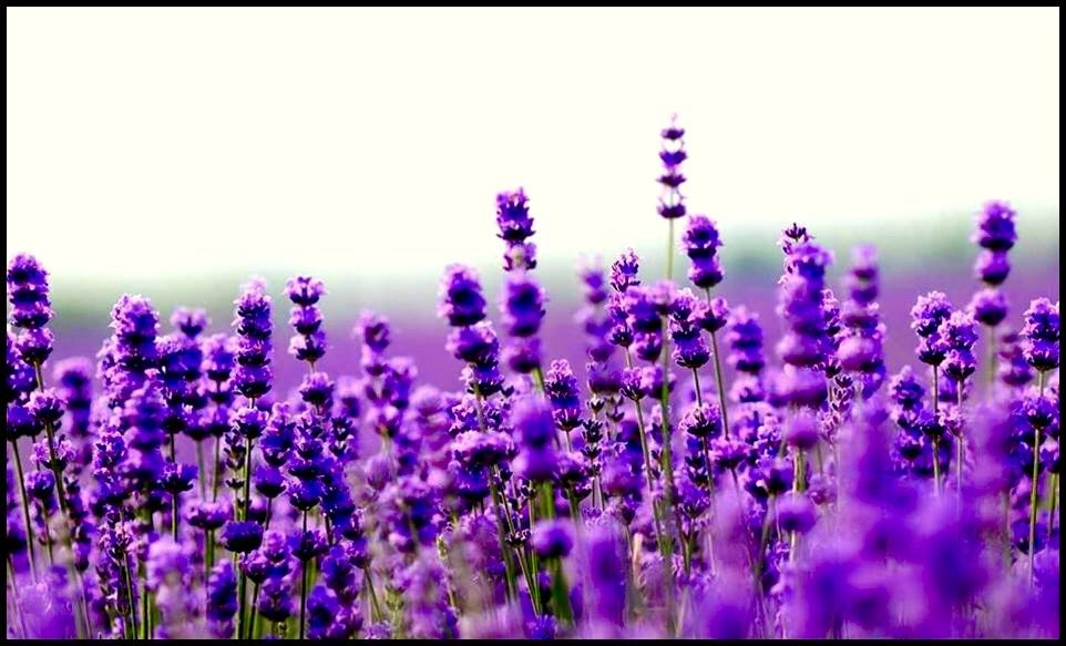 Why We Live Here . . . Lavender Fields at Warrington Manor ~ Milton