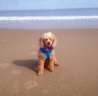 Why We Live Here . . . Dog-Friendly Beaches